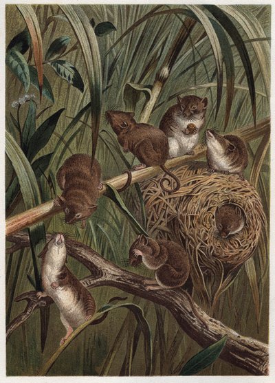 Høstrotte (eller dvergmus) - eurasisk høstmus (Micromys minutus) - gravering fra "" Brehm's Life of Animals"" av Alfred Edmund Brehm (1829-1884) av Unknown artist