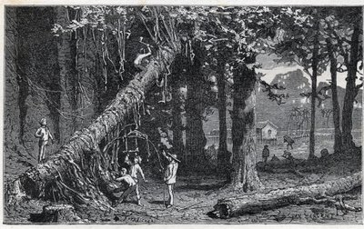 Høsting av cinchonabark - Quinquina (Cinchona officinalis) av Unknown artist