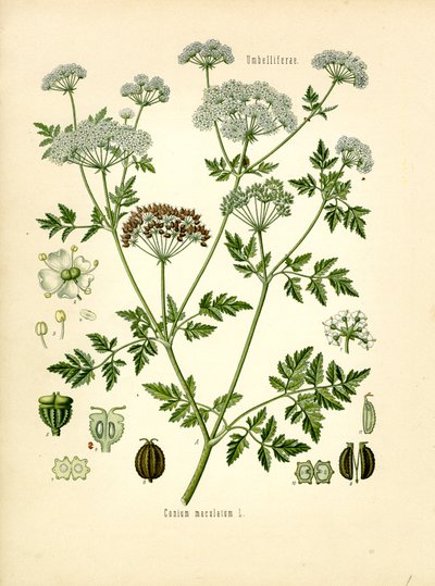Hemlock (farge litho) av Unknown artist