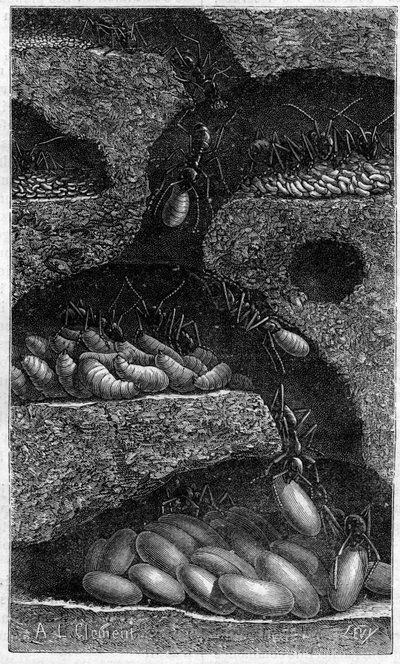 Housing eggs and larvae in an ant. Engraving in “” le journal de la Jeunesse “” of 1888. av Unknown artist
