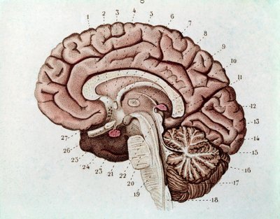 Menneskelig hjerneseksjon med cerebrale hemisfærer og lillehjernen (gravering av Unknown artist
