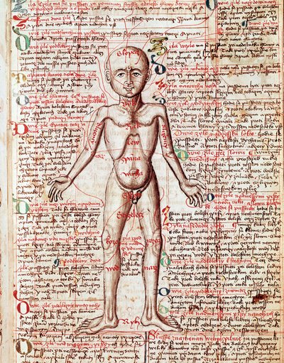 Gravering av menneskekroppen fra "Tractatus de pestilentia"" 1400-tallet - Praha, Nasjonalbiblioteket av Unknown artist