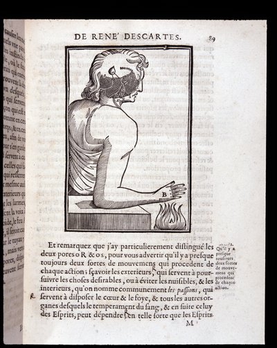 Menneskets sansesystem kobles til hjernen - i "Rene Descartes' mann og dannelsen av fosteret", Paris av Unknown artist