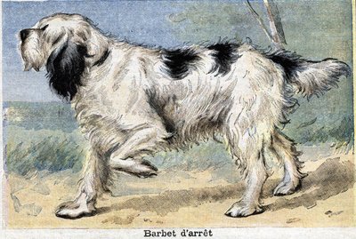 Jakthund: Stopp Barbet av Unknown artist