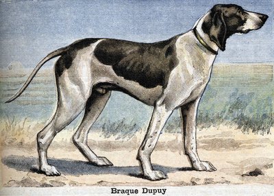 Hunting dog: Braque Dupuy av Unknown artist