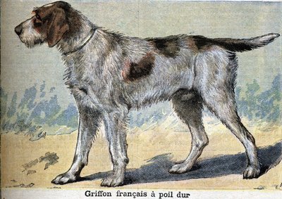 Hunting dog: Griffon francais hard-haired av Unknown artist