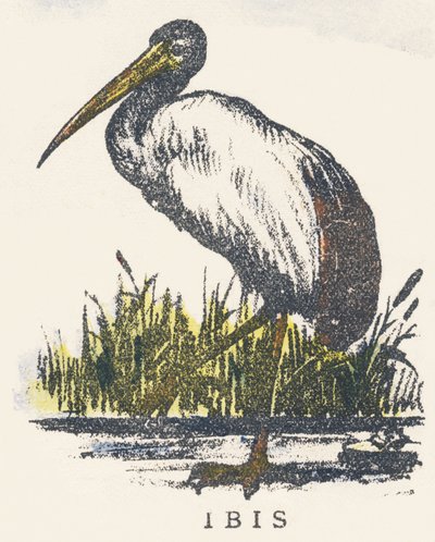 Jeg: ibis av Unknown artist