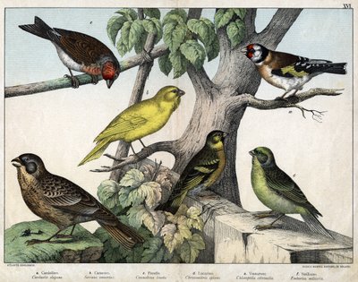Illustrasjon til «Fuglenes naturhistorie», red. Hoepli, Milano av Unknown Artist