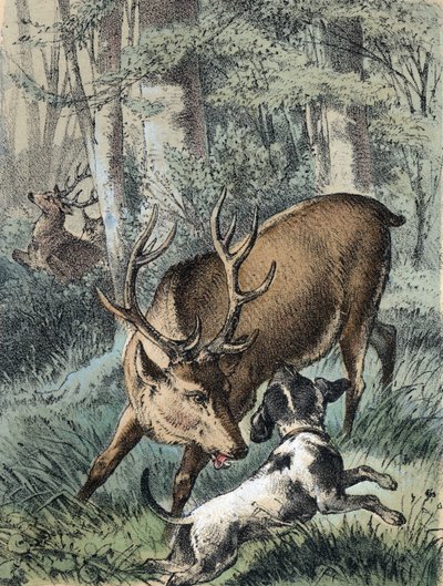 Illustrasjon av Franz Hoffmanns fortellinger "" Tales and Fables - "" De 2 hjortene"": en hjort løper bort og den andre slåss med en hund. Kromolitografi fra 1800-tallet. av Unknown artist