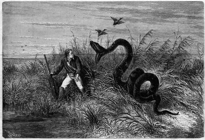 Incident in the savannah of a duck hunt. Excerpt from “” Journey to French Guiana”” by Frederic Bouyer, captain of fregate. Engraving in “” L