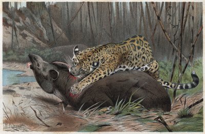 Jaguar (Panthera onca) - gravering fra "" Brehm