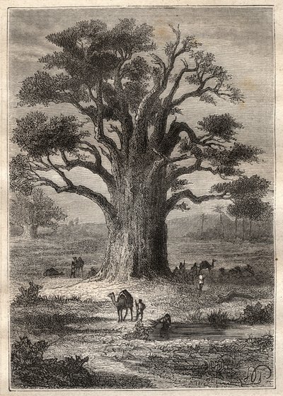 Reise (1798) av Frederic Conrad (Konrad) Hornemann (1772-1801) til Fezzan (Libya): en baobab - illustrasjon hentet fra "" The Great Mariners of the 18th century""" av Unknown artist