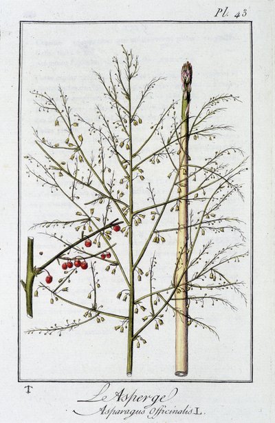Asparges (Asparagus Officinalis) - i "Øvelser i botanikk for bruk av handelsmenn", redigert av J.C. Philibert, Imprimerie de Crapelet, Paris av Unknown artist