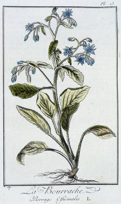 Borage (Borago Officinalis) - i "Øvelser i botanikk for bruk av handelsmenn", skrevet av J.C. Philibert, Imprimerie de Crapelet, Paris av Unknown artist