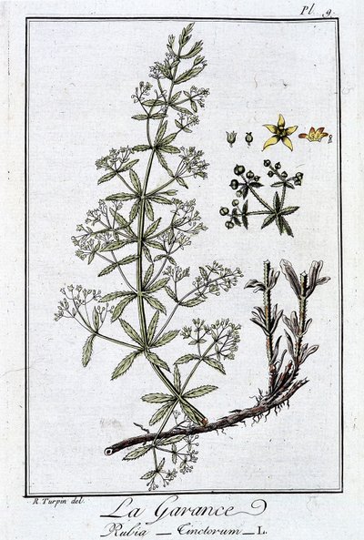 La Garance (Rubia Tinctorum) - i "Øvelser i botanikk for bruk av handelsmenn", skrevet av J.C. Philibert, Imprimerie de Crapelet, Paris av Unknown artist
