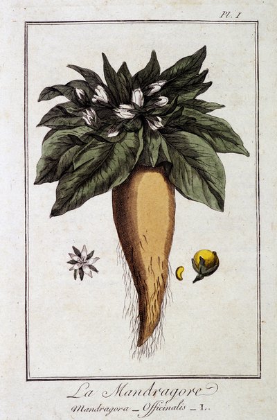 The Mandrake (Mandragora Officinalis) - i "Øvelser i botanikk for bruk av handelsmenn", redigert av JC Philibert, Imprimerie de Crapelet, Paris av Unknown artist