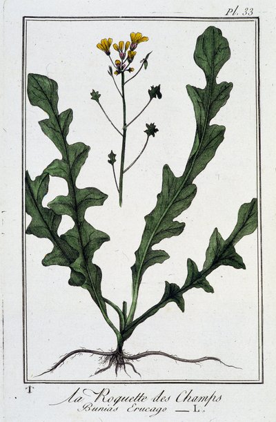 La Roquette des Champs (Bunias Erucago) - i "Øvelser i botanikk for bruk av handelsmenn", skrevet av J.C. Philibert, Imprimerie de Crapelet, Paris av Unknown artist
