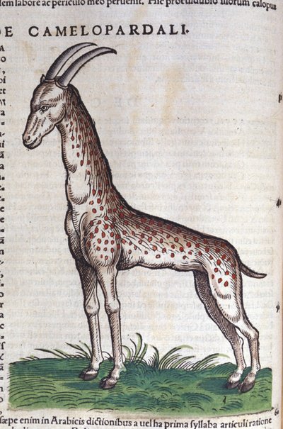 En giraff. i Historia Animalium av Conrad Gesner (1516 - 1565), Tiguri av Unknown artist