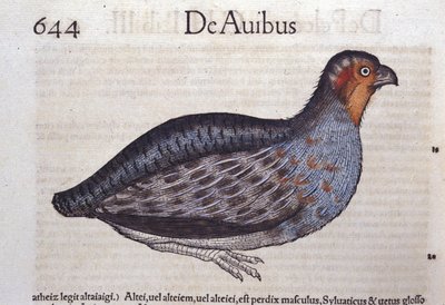 La rapphøne i Historia Animalium av Conrad Gesner (1516 - 1565), Tiguri av Unknown artist