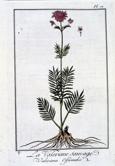Vill valerian - i "Exercise in botany for the use of traders"" av J.C. Philibert, imp. fra Crapelet, Paris av Unknown artist