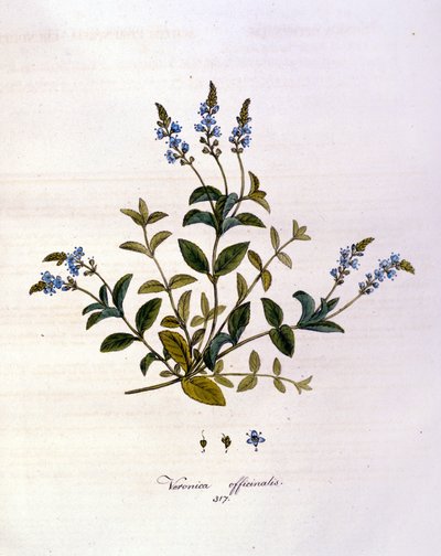 La veronica. 1800-talls gravering. av Unknown artist