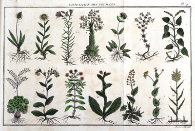 Layout av bladene: i "" Flora Françoise, eller en kort beskrivelse av alle plantene som vokser naturlig i Frankrike, arrangert i henhold til en ny analysemetode som sitatet deres mindre tvetydige dyder innen medisin, og deres nytte i av Unknown artist