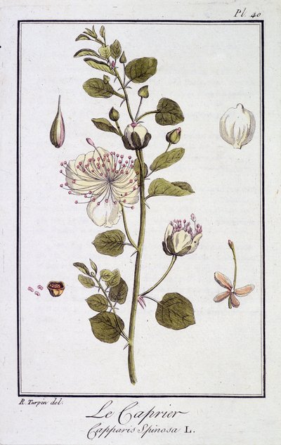 Caprieren (Capparis Spinosa) - i "Øvelser i botanikk for bruk av handelsmenn", redigert av JC Philibert, Imprimerie de Crapelet, Paris av Unknown artist