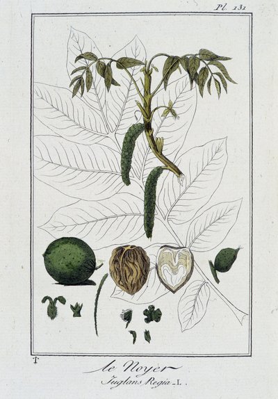 Le Noyer (Juglans Regia) - i "Øvelser i botanikk til bruk for handelsmenn", skrevet av J.C. Philibert, imp. Crapelet, Paris av Unknown artist
