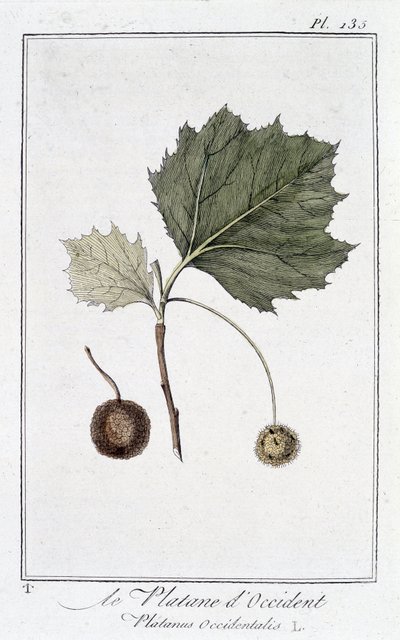 The Western Plane (Platanus occidentalis) - i "Øvelser i botanikk for bruk av handelsmenn", redigert av JC Philibert, Imprimerie de Crapelet, Paris av Unknown artist