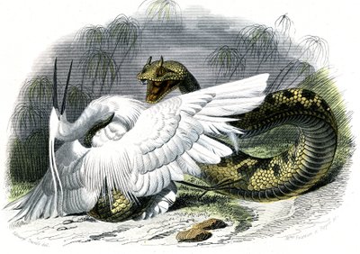 Le ceraste (Vipera cerastes) - Plate fra naturhistorie av Bernard Germain de Lacepede (1856-1925), utgave P.Furme, Paris av Unknown artist