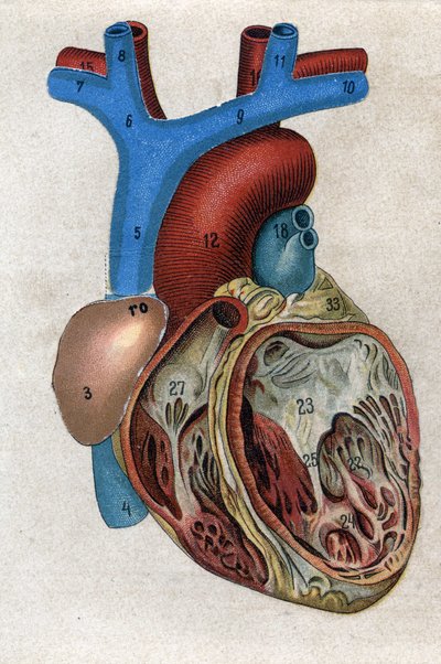Le coeur.in "" Den nye naturlige medisinen"" av F.E. Bilz. 1898. av Unknown artist