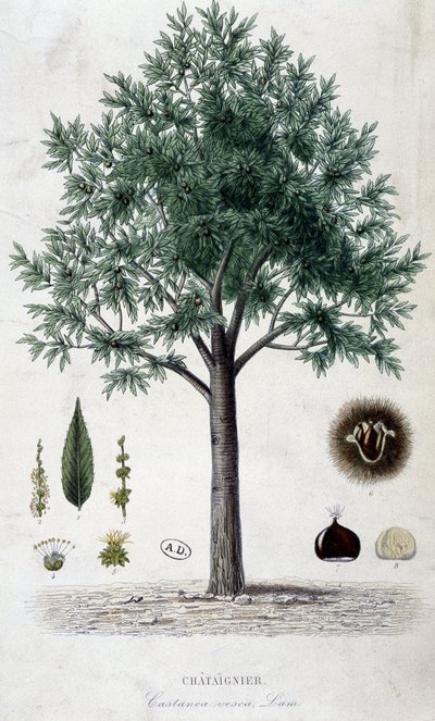 Blader, frukt og kastanjetre, botanisk bord av Unknown artist