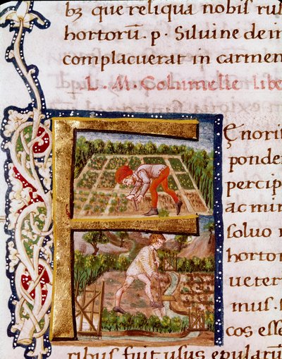 Lettrine F fra kapittelet om hagebruk: scener med stranding og vanning. Miniatyr hentet fra "" De re rustica"" av agronomen Lucius Iunius Moderatus Columella (1. århundre) (Ms.E-39). 1400-tallet. Roma, Biblioteca Vallicelliana av Unknown artist