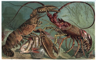 Hummer og hummer - Homarus og europeisk pigghummer - gravering fra "" Brehms dyreliv"" av Alfred Edmund Brehm (1829-1884) av Unknown artist