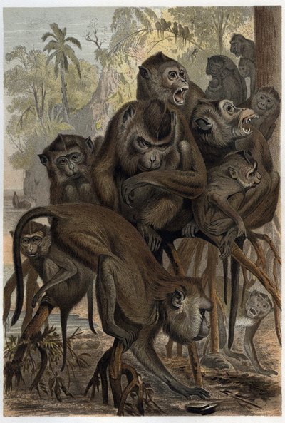 Makaker (Macaca) (Cercopithecinae) - gravering fra "" Brehms dyreliv"" av Alfred Edmund Brehm (1829-1884) av Unknown artist