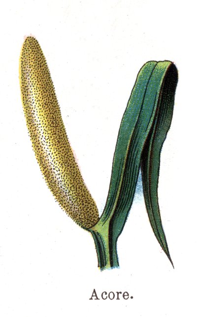Medisin og mat botaniske planter: acore. Gravering i "" La medication naturelle"", av Friedrich Eduard Bilz (1842-1922) av Unknown artist