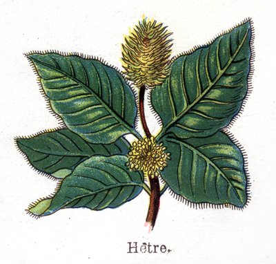 Medicinal and food botanical plants: beech. Engraving in “” La medication naturelle””, by Friedrich Eduard Bilz (1842-1922) av Unknown artist