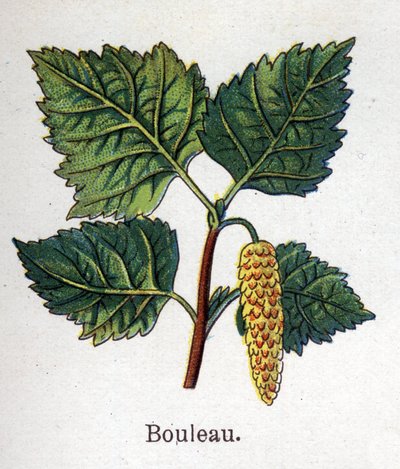 Medisin og mat botaniske planter: bjørk. Gravering i "" La medication naturelle"", av Friedrich Eduard Bilz (1842-1922) av Unknown artist