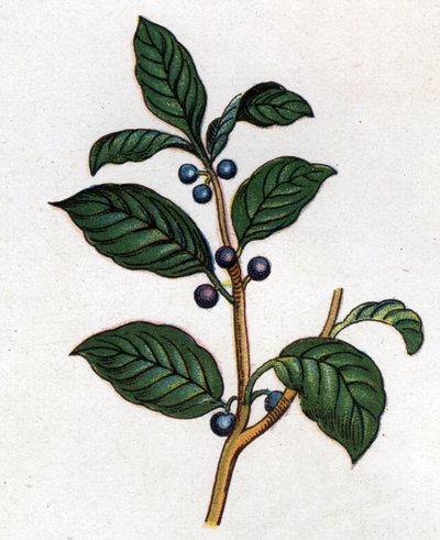 Medisinske og mat botaniske planter: tindved. Gravering i "" La medication naturelle"", av Friedrich Eduard Bilz (1842-1922) av Unknown artist