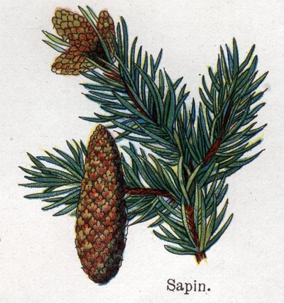 Medisin og mat botaniske planter: gran. Gravering i "" La medication naturelle"", av Friedrich Eduard Bilz (1842-1922) av Unknown artist