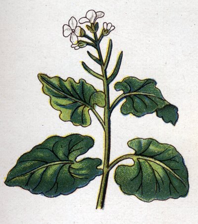 Medisin og mat botaniske planter: urt med sangere. Gravering i "" La medication naturelle"", av Friedrich Eduard Bilz (1842-1922) av Unknown artist