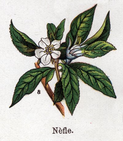 Medicinal and food botanical plants: nefle. Engraving in “” La medication naturelle””, by Friedrich Eduard Bilz (1842-1922) av Unknown artist