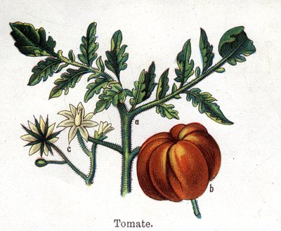 Medicinal and food botanical plants: tomato. Engraving in “” La medication naturelle””, by Friedrich Eduard Bilz (1842-1922) av Unknown artist