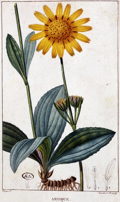 Medisinplante: Arnic (eller arnica) - botanisk bord, sent på 1800-tallet. av Unknown artist
