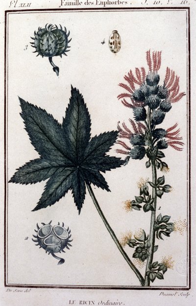 Medisinplanter: vanlig trinse. Euforbisk familie. Botanisk styre på 1800-tallet av Unknown artist