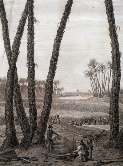 Memphis, utsikt over ruinene (vitenskapsmenn og arbeidende kunstnere) - i "" Description of Egypt"", Imperial Editions av Unknown artist