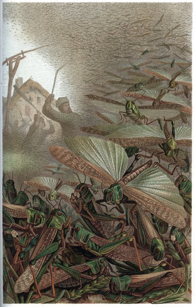 Migratory Locust - Den trekkende gresshoppen (Locust migratoria) - gravering fra "" Brehm