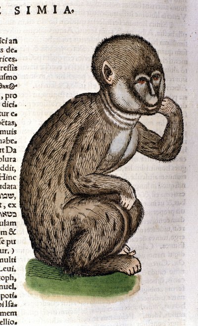 Ape etter Historia Animalium av Conrad Gesner, Tiguri 1560. Biblioteca Nazionale Braidense. Milan av Unknown artist