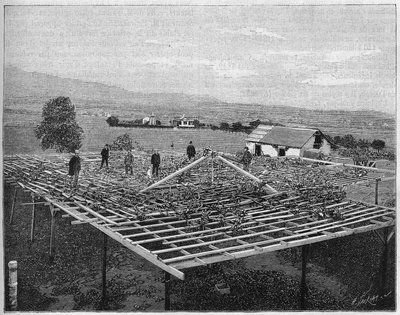 Montecito Vineyard i California i 1888. i «Nature» fra 1888. av Unknown artist