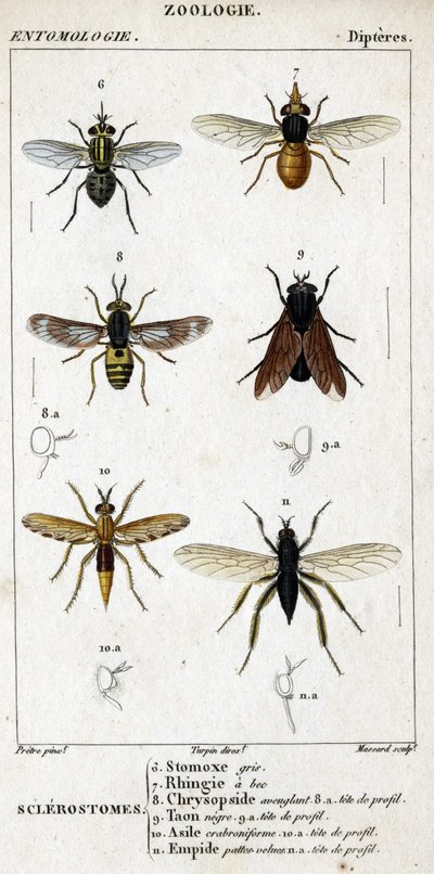 Naturhistorisk styre. Entomologi. Dipteres familie. Sklerostome: 6. Grå stomox; 7. Nebb rhingia; 8. Blindende Chrysopside; 8a. profil hodet; 9. Taon negre; 9a. leder av profil; 10. Crabroniforme asyl; 10a. leder av profil; 11. Emboid hårete ben; n.a. av Unknown artist